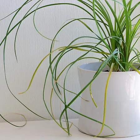 Oak Windows & Wood Vila Albi